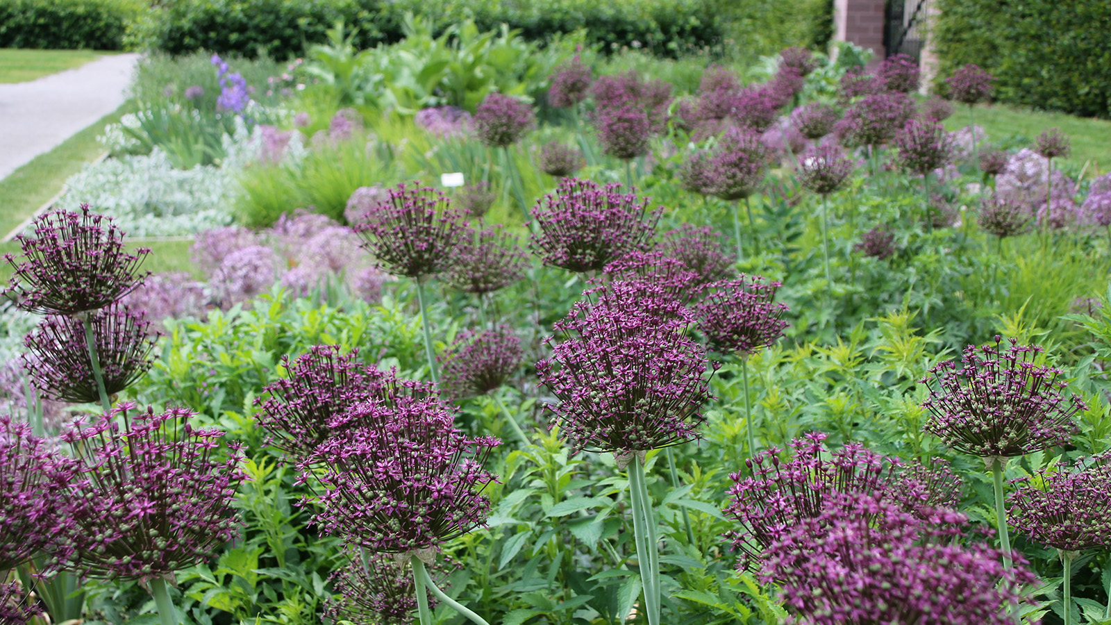 Allium im Remtergarten Corvey: Imposante Blütenbälle werden im Juni zum Blickfang bei Höxter