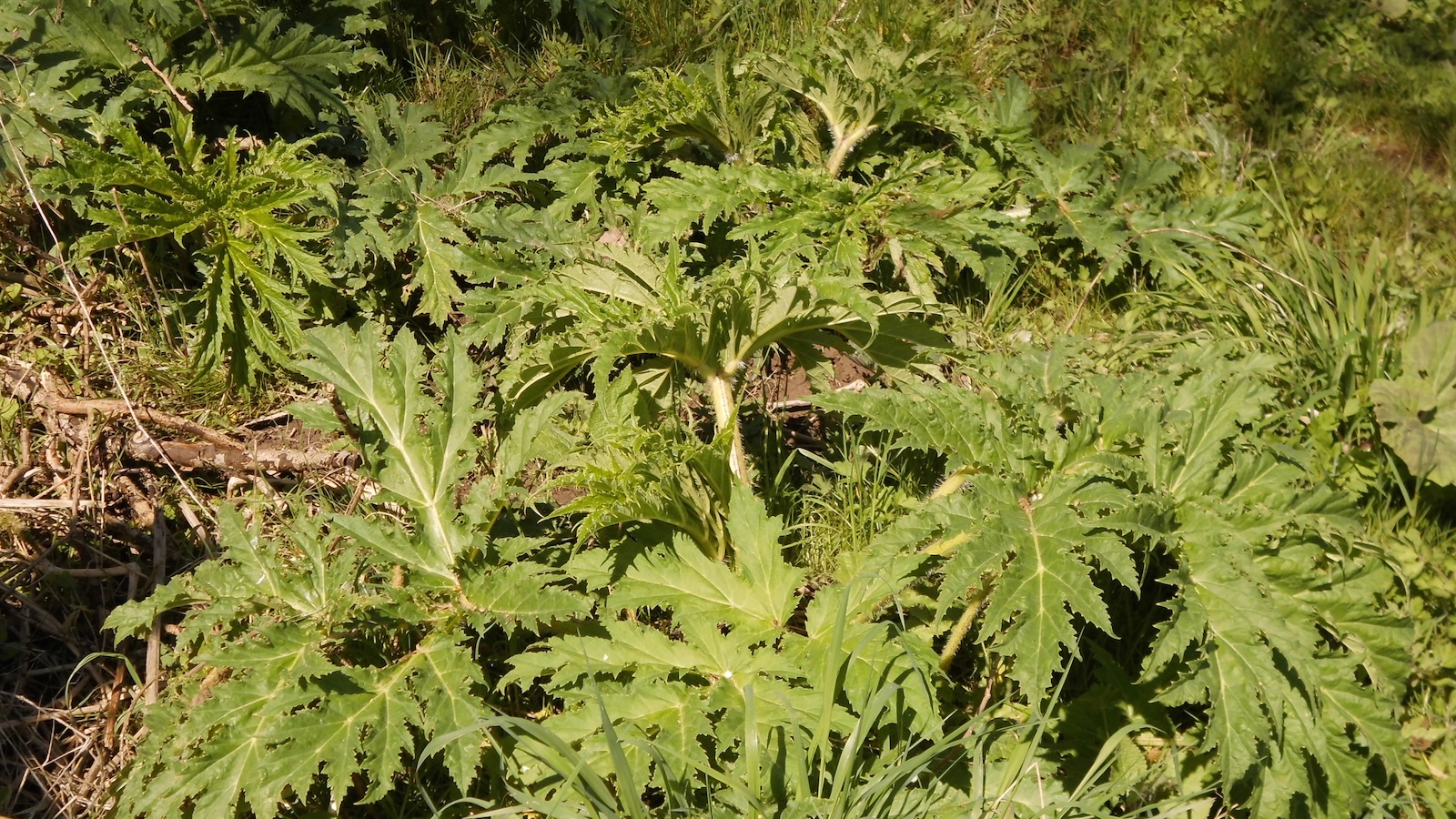 Optisch reizvoll, aber gesundheitsgefährdend: Riesenbärenklau kann schwere Hautschäden verursachen
