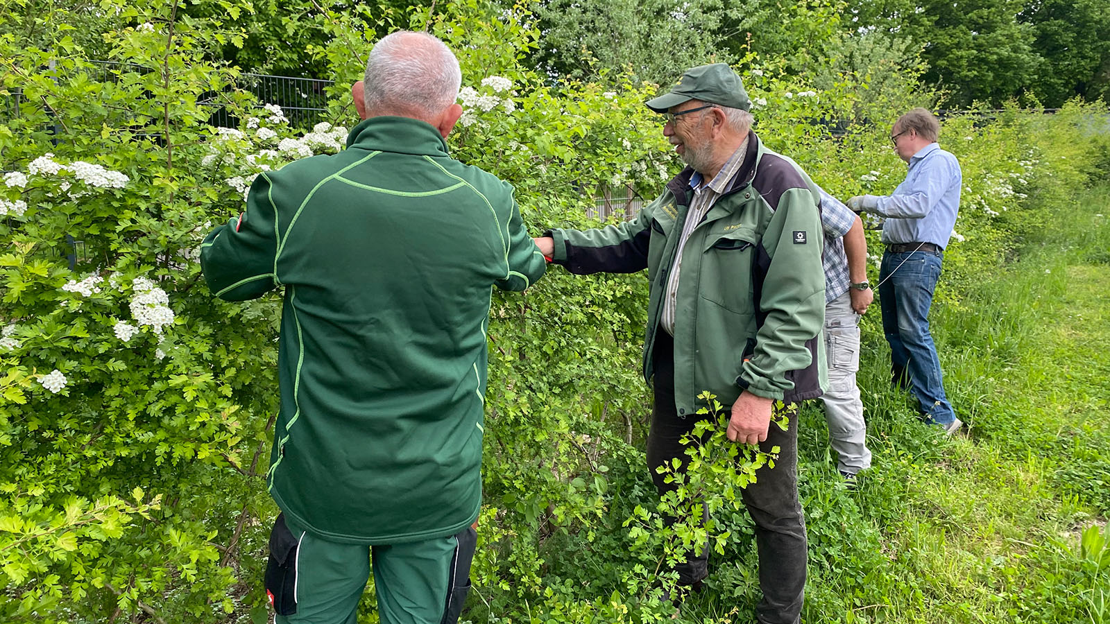 Höxteraner lernen Flechthecken-Pflege in Nieheim 